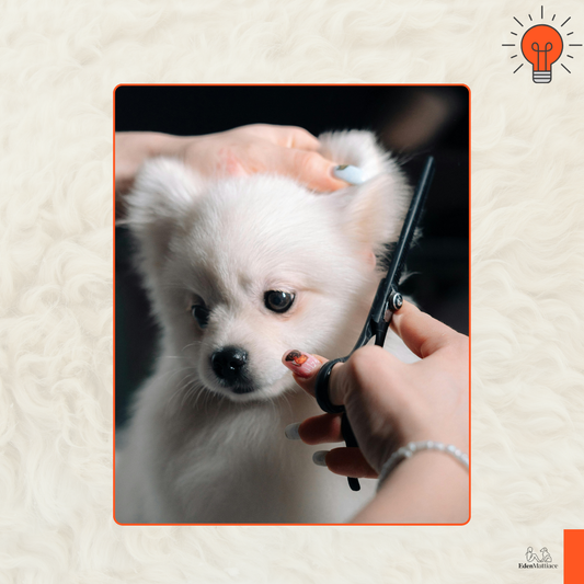 Toilettage du chien : comment entretenir le pelage et choisir les bons outils