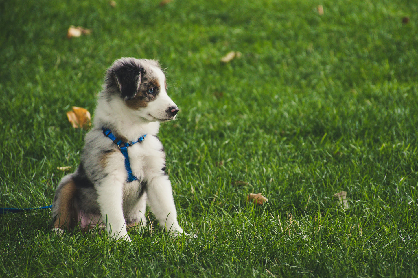 Éducation Chiot