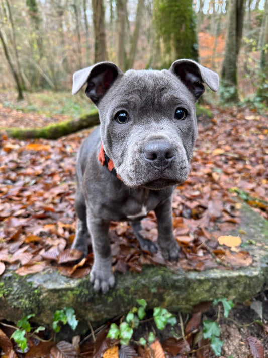 Cours Collectif Chiots