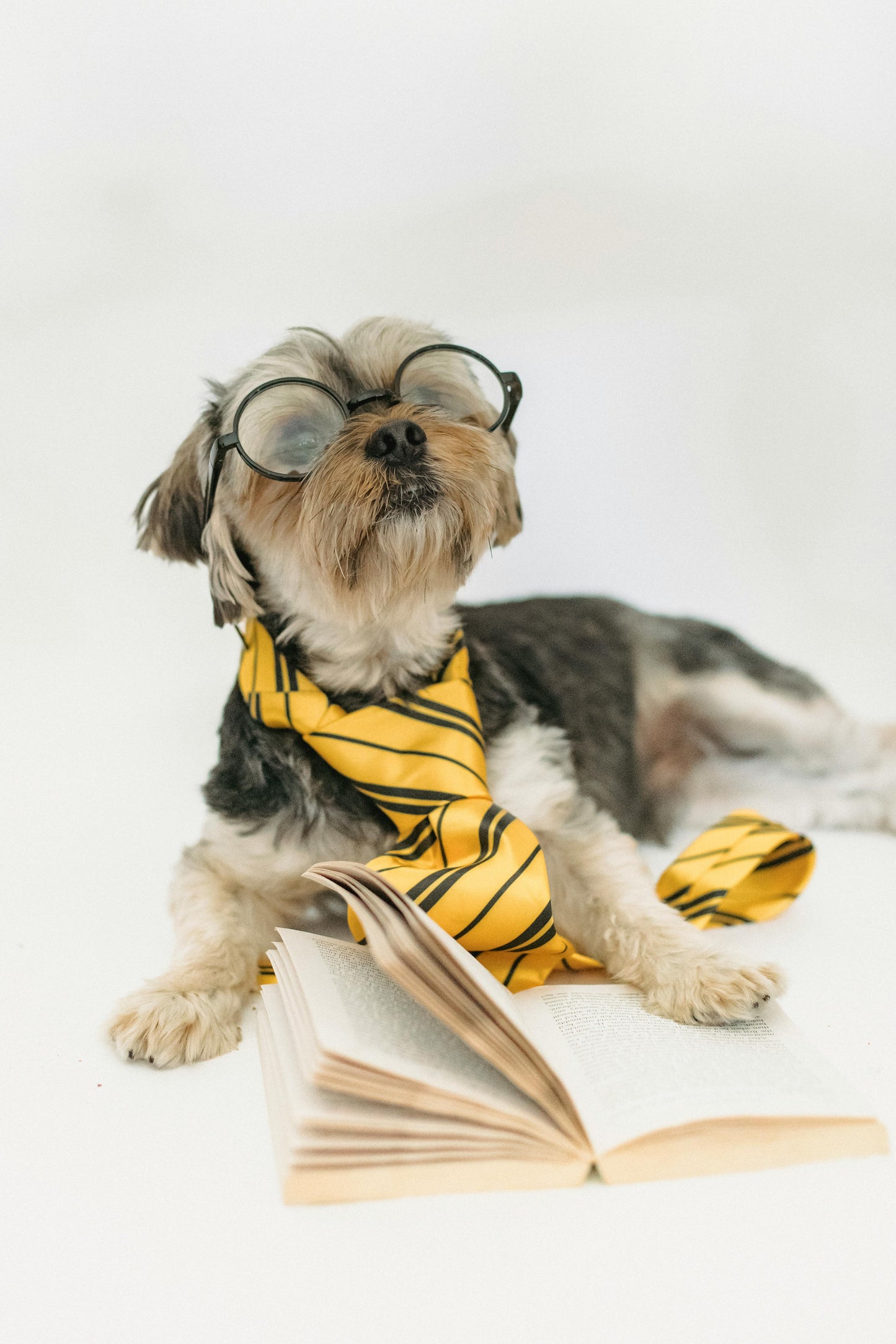 Éducation Chien Adulte
