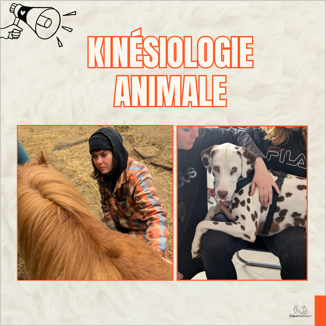 Kinésiologie Animale