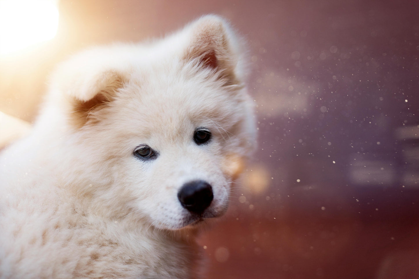 Pack Évolutif Chiot de 11 Séances