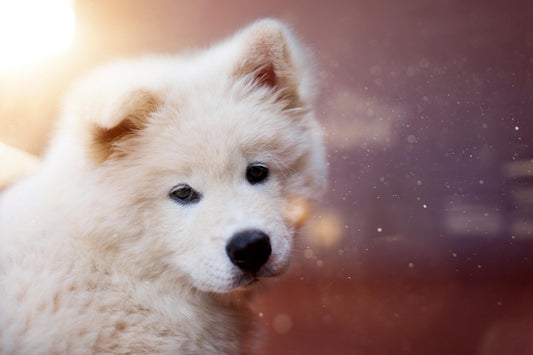 Pack Évolutif Chiot de 11 Séances