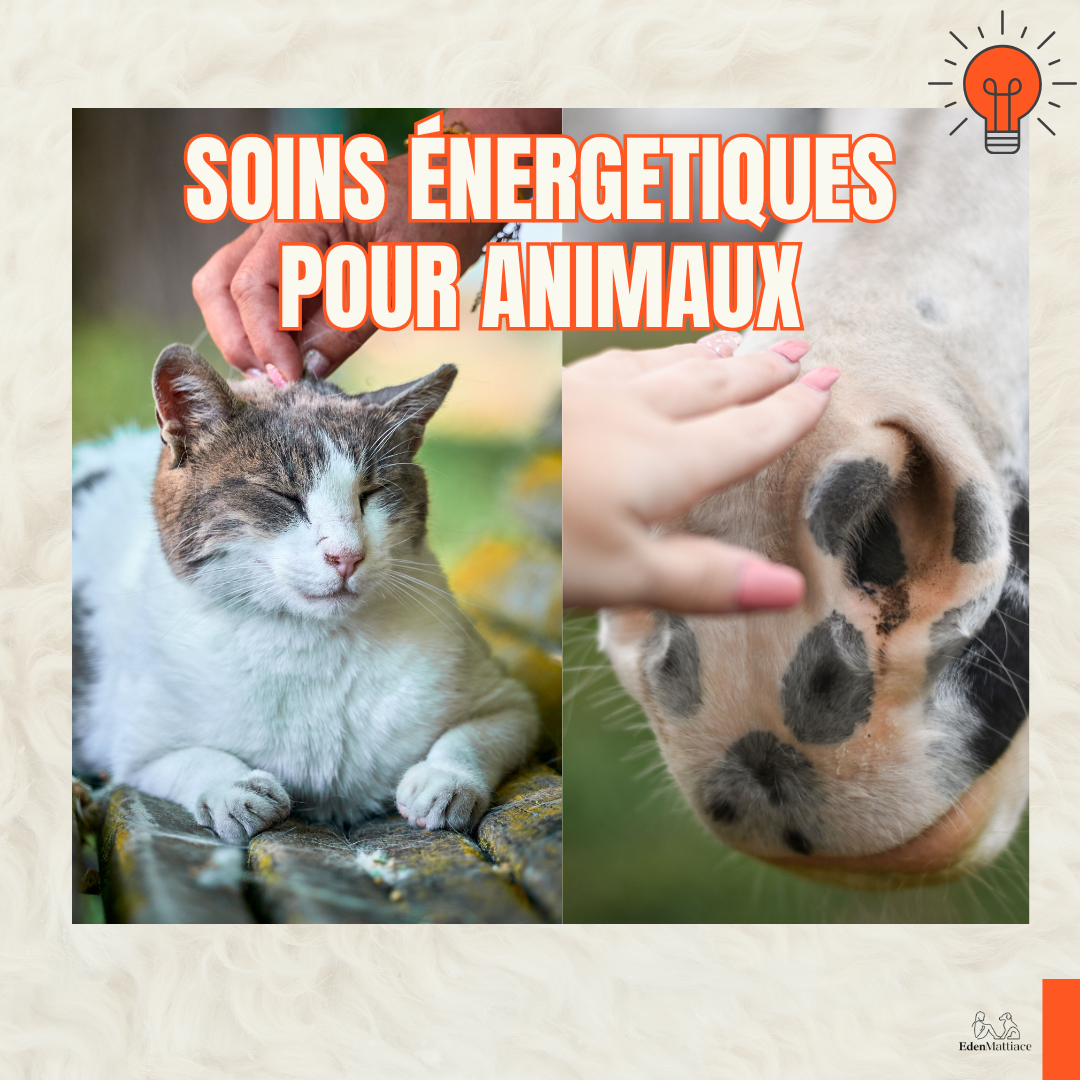Soins Énergétiques Pour Animaux
