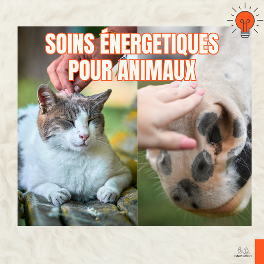 Soins Énergétiques Pour Animaux